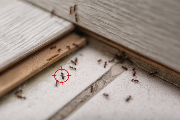 Best Commercial Pest Control Services  in Sherman, TX