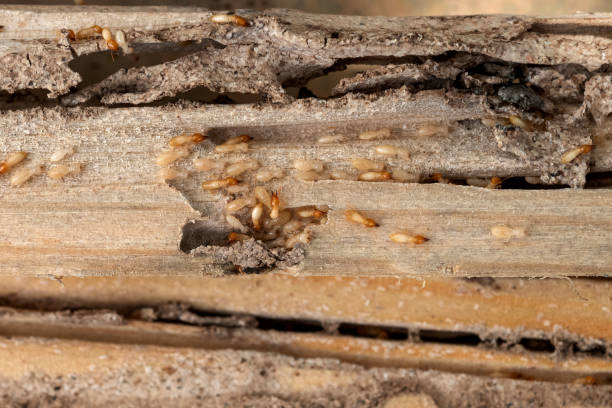 Best Bed Bug Extermination  in Sherman, TX