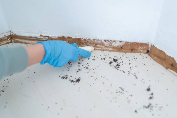 Best Termite Control Services  in Sherman, TX